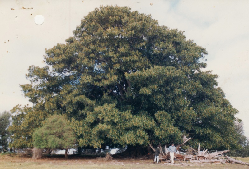 T11280 Ficus macrophylla