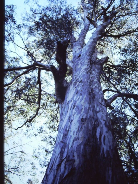 T11005 Eucalyptus cypellocarpa