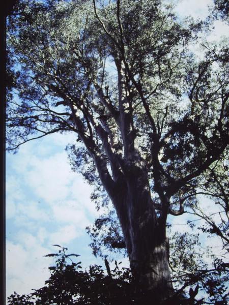 T11005 Eucalyptus cypellocarpa