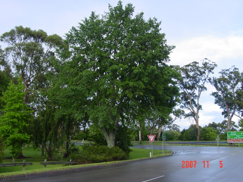 T11010 Quercus castaneifolia