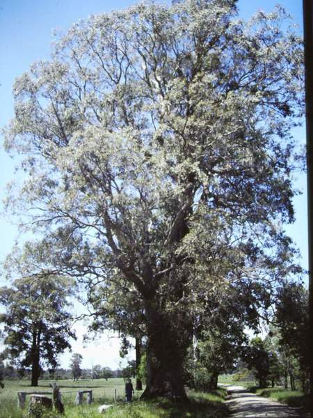T11012 Eucalyptus polyanthemos