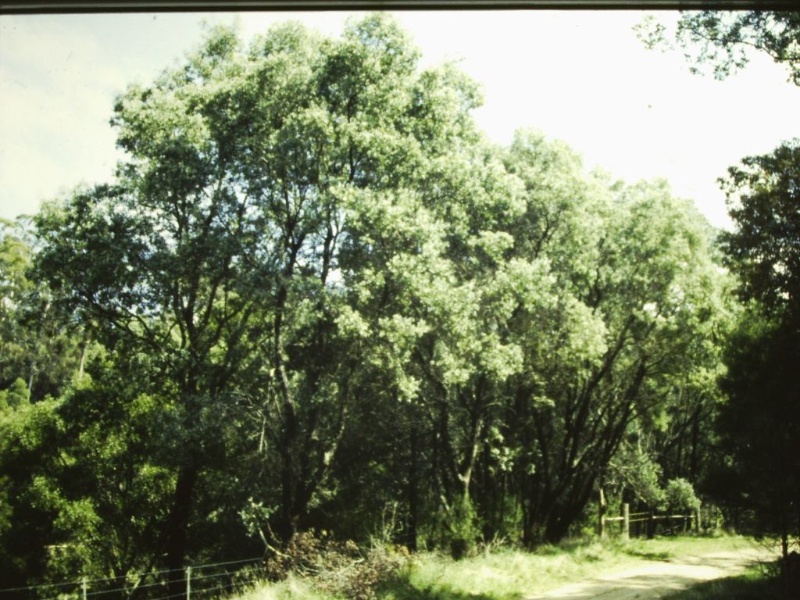 T11013 Acacia caerulescens