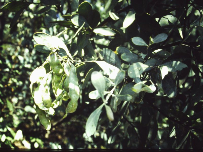T11013 Acacia caerulescens