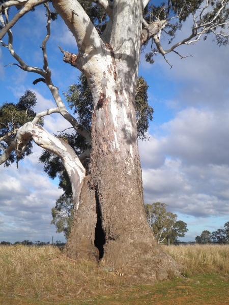T12027 Eucalyptus camaldulensis