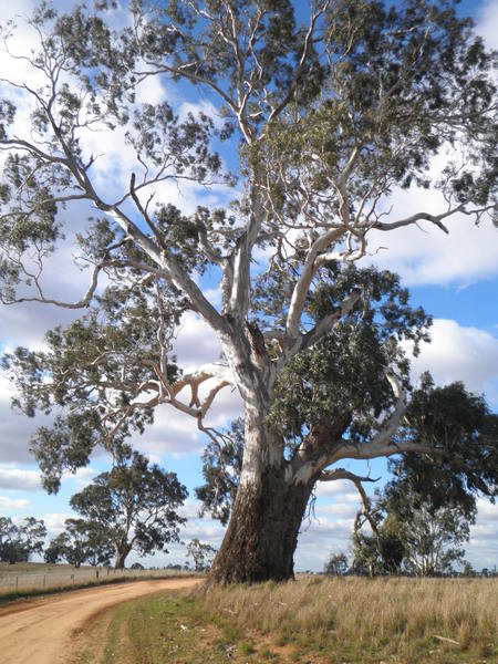 T12027 Eucalyptus camaldulensis