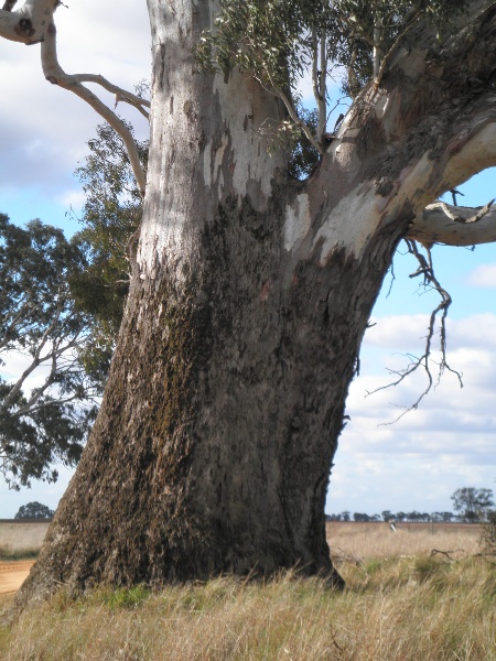 T12027 Eucalyptus camaldulensis