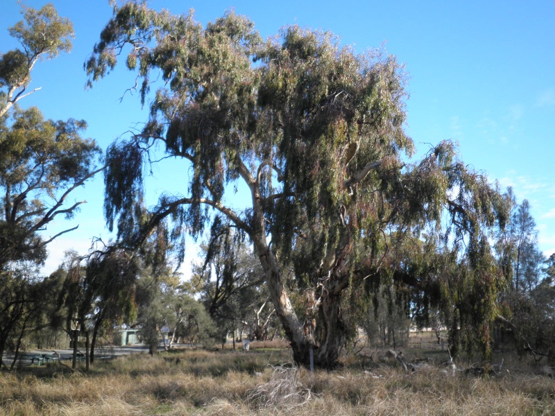T11817 Eucalyptus leucoxlon