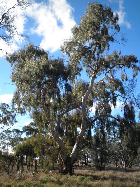 T11817 Eucalyptus leucoxlon
