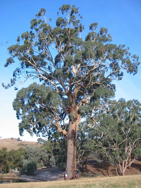 T12085 Eucalyptus melliodora