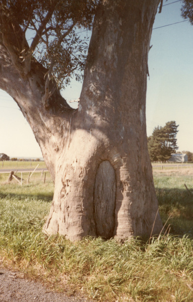 T11251 Eucalyptus camaldulensis
