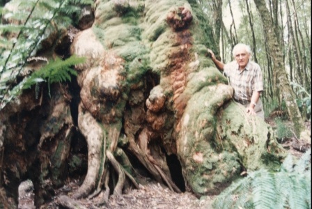 T11057 Eucalyptus obliqua x E. regnans