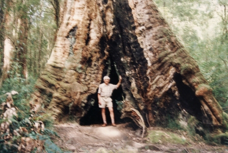 T11057 Eucalyptus obliqua x E. regnans