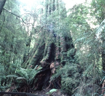 T11057 Eucalyptus obliqua x E. regnans