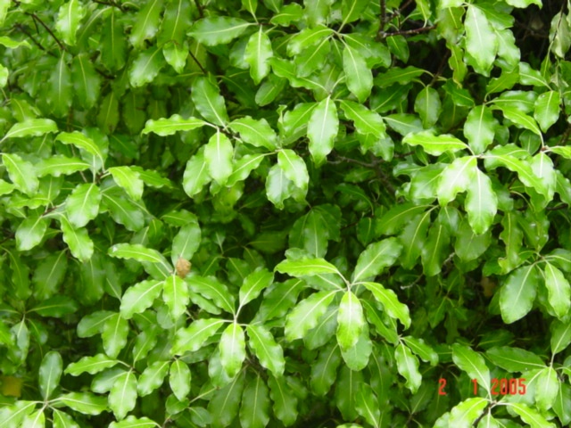 T11494 Pittosporum tenuifolium leaf