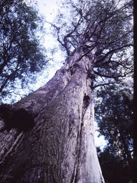 T11019 Eucalyptus obliqua