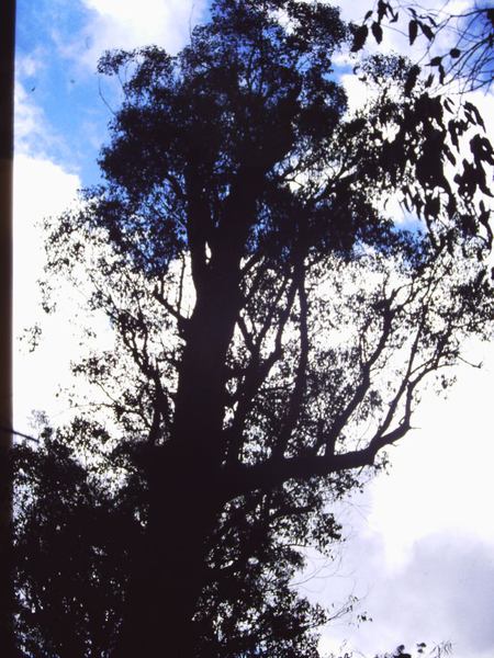 T11019 Eucalyptus obliqua