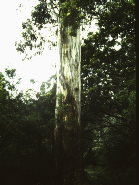 T11020 Eucalyptus elata