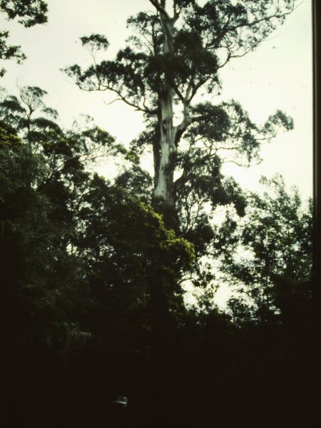 T11020 Eucalyptus elata