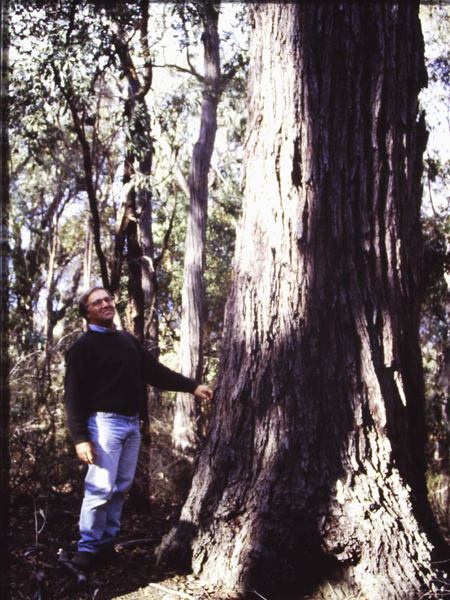 T11023 Eucalyptus tricarpa
