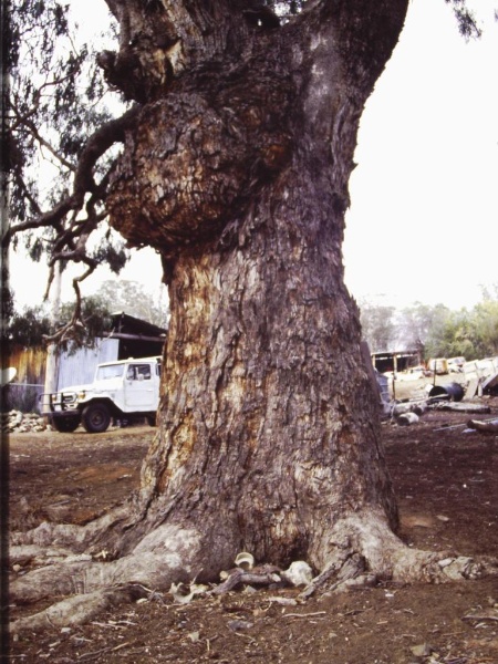 T11025 Eucalyptus bridgesiana