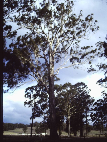 T11029 Eucalyptus bosistoana