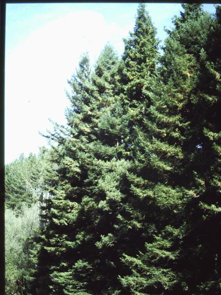 T11056 Sequoia sempervirens
