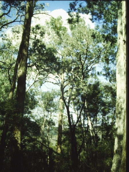 T11031 Eucalyptus melliodora