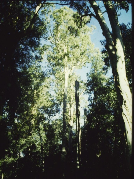 T11033 Eucalyptus dalrympleana Bonang