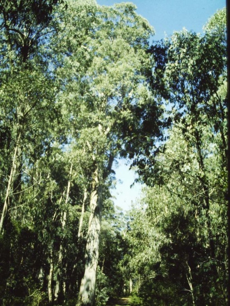 T11035 Eucalyptus cypellocarpa Yalmy