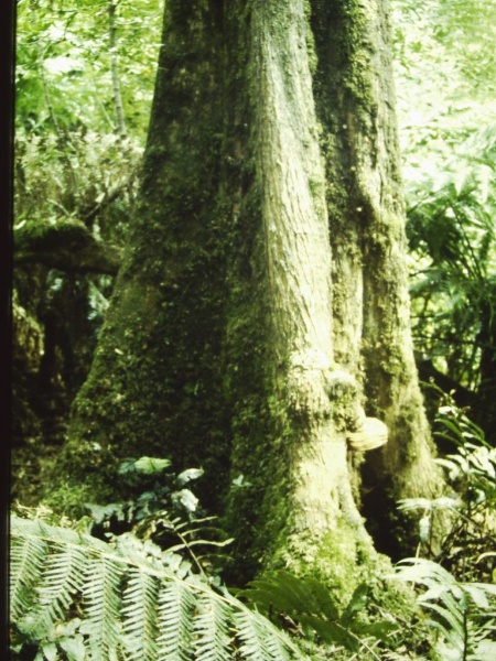 T11041 Acacia melanoxylon