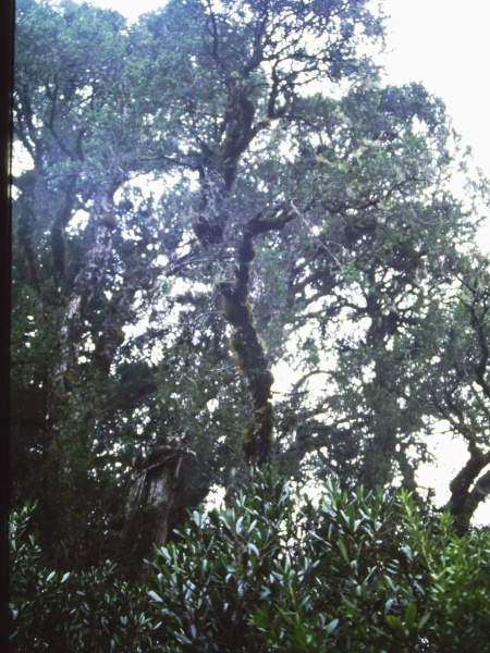 T11042 Podocarpus lawrencei
