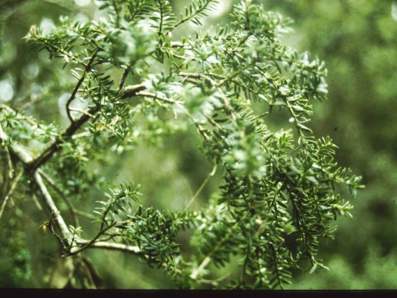T11042 Podocarpus lawrencei