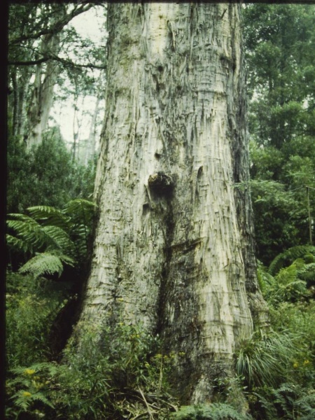 T11046 Eucalyptus denticulata
