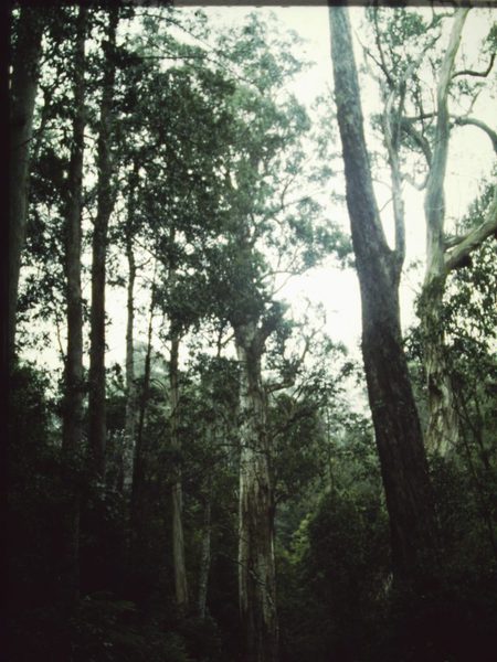 T11046 Eucalyptus denticulata