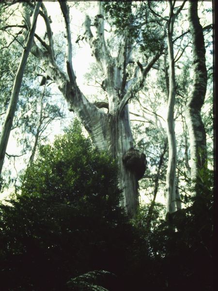 T11047 Eucalyptus regnans