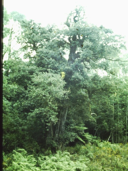T11049 Elaeocarpus holopetalus