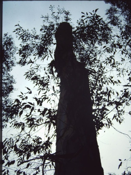 T11051 Eucalyptus cypellocarpa Bonang