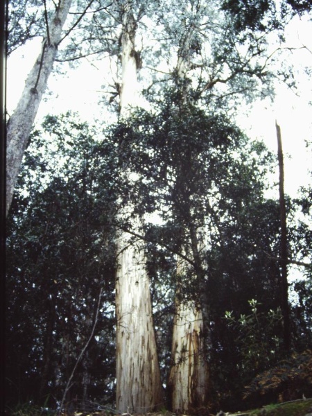 T11052 Eucalyptus denticulata