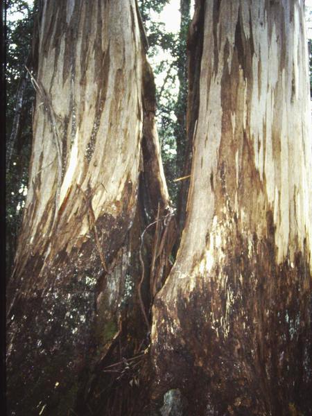 T11052 Eucalyptus denticulata
