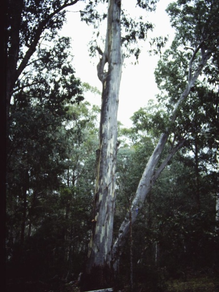 T11053 Eucalyptus denticulata