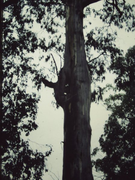 T11053 Eucalyptus denticulata