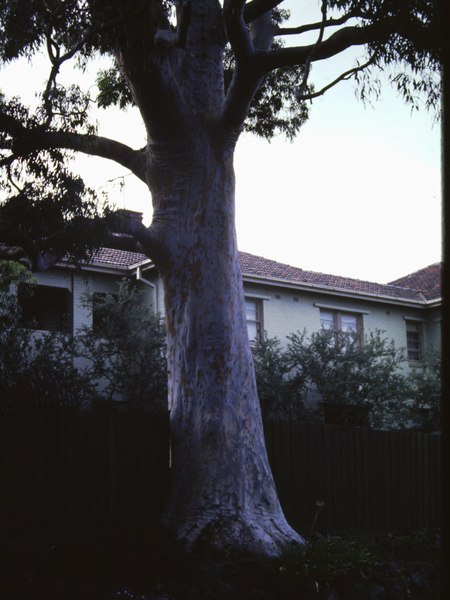 T11074 Angophora costata