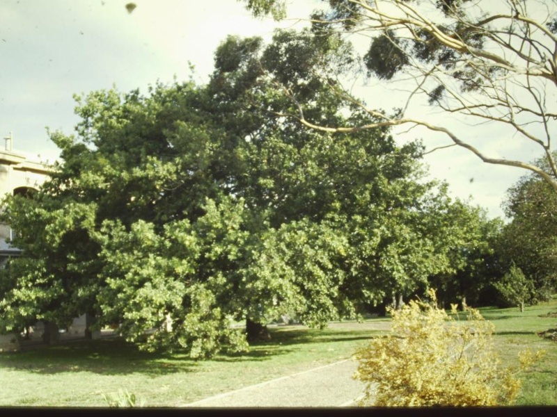 T11099 Quercus robur