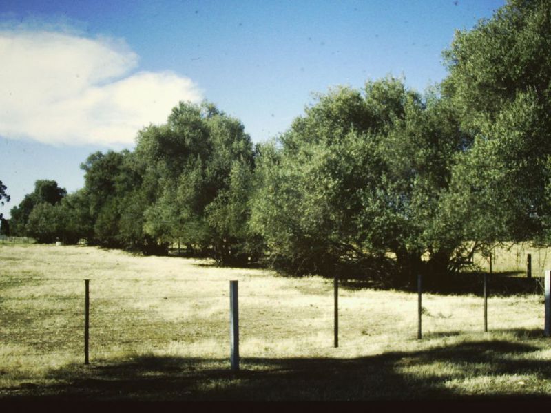 T11117 Olea europaea subsp. europaea