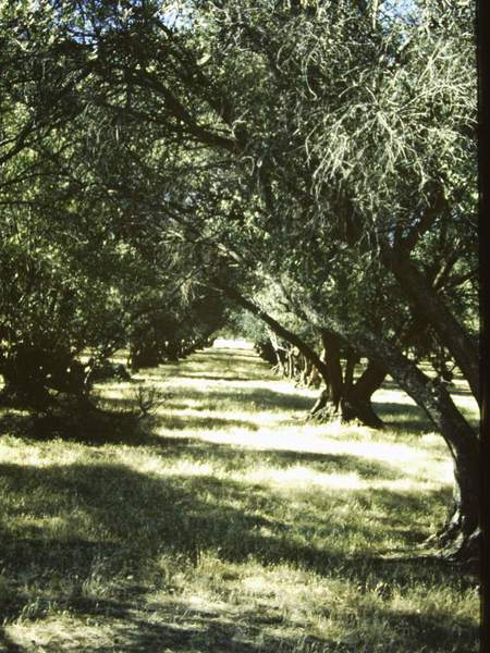 T11117 Olea europaea subsp. europaea