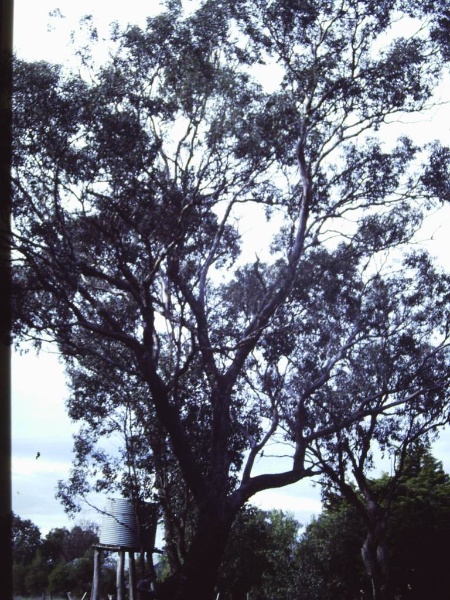 T11118 Eucalyptus microcarpa