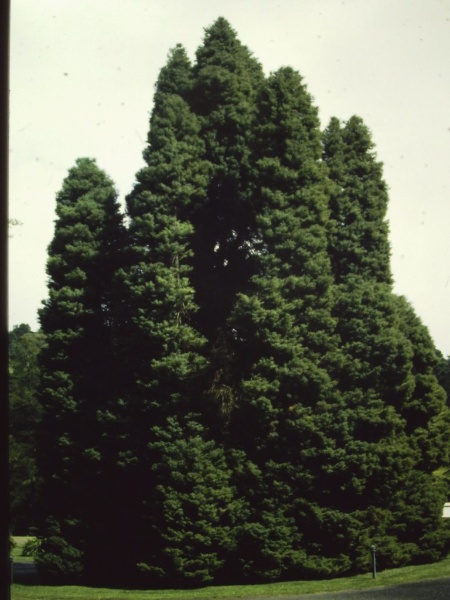 T11136 Cryptomeria japonica ''Elegans''