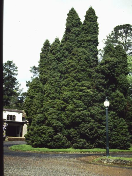 T11136 Cryptomeria japonica ''Elegans''