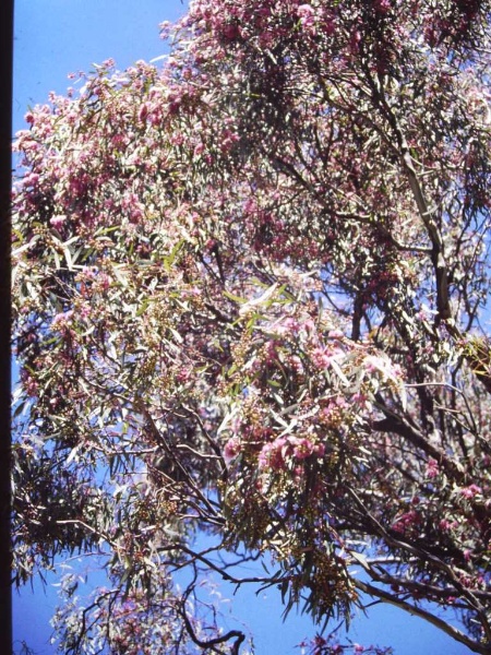 T11161 Eucalptus melliodora flower