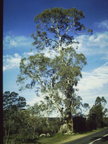 T11162 Eucalyptus camaldulensis